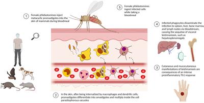 Leishmaniasis and Chagas disease: Is there hope in nanotechnology to fight neglected tropical diseases?